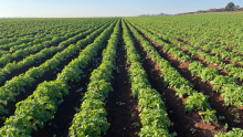 Potato Field 